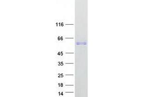 Alpha-amylase 1 Protein (Transcript Variant 1) (Myc-DYKDDDDK Tag)