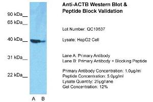 Host: Rabbit  Target Name: ACTB  Sample Tissue: HepG2Lane A:  Primary Antibody Lane B:  Primary Antibody + Blocking Peptide Primary Antibody Concentration: 1 µg/mL Peptide Concentration: 5.