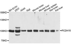 Western blot analysis of extracts of various cell lines, using PCDH15 antibody.