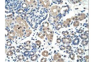 Image no. 1 for anti-Nuclear Receptor Subfamily 2, Group F, Member 2 (NR2F2) (AA 141-190) antibody (ABIN6736209) (NR2F2 antibody  (AA 141-190))