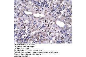 Human Liver (HMGB2 antibody  (C-Term))