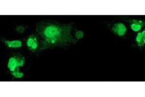 Anti-NHEJ1 mouse monoclonal antibody (ABIN2453925) immunofluorescent staining of COS7 cells transiently transfected by pCMV6-ENTRY NHEJ1 (RC203393). (NHEJ1 antibody)