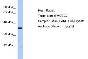 Host: Rabbit Target Name: MCCC2 Sample Type: PANC1 Whole cell lysates Antibody Dilution: 1. (MCCC2 antibody  (C-Term))
