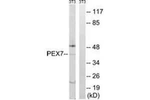 Western Blotting (WB) image for anti-Peroxisomal Biogenesis Factor 7 (PEX7) (AA 204-253) antibody (ABIN2879198) (PEX7 antibody  (AA 204-253))