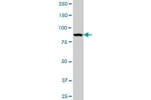 STAT5A MaxPab polyclonal antibody. (STAT5A antibody  (AA 1-794))