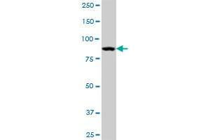 STAT5A MaxPab polyclonal antibody. (STAT5A antibody  (AA 1-794))