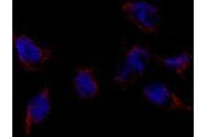 Image no. 3 for anti-Bone Morphogenetic Protein 7 (BMP7) (N-Term) antibody (ABIN357185) (BMP7 antibody  (N-Term))