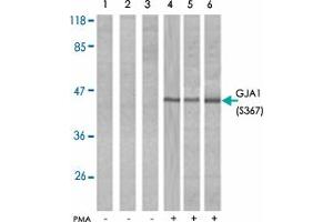 Western blot analysis of extracts from HeLa (Lane 1 and 4), K-562 (Lane 2 and 5) and 293T(Lane 3 and 6) cells untreated or treated with PMA (1 uM 30 min) using GJA1 (phospho S367) polyclonal antibody . (Connexin 43/GJA1 antibody  (pSer367))