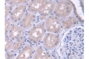 IHC-P analysis of Human Kidney Tissue, with DAB staining. (FARS2 antibody  (AA 1-451))