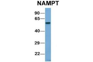 Host:  Rabbit  Target Name:  CHAD  Sample Type:  Human Adult Placenta  Antibody Dilution:  1. (NAMPT antibody  (C-Term))