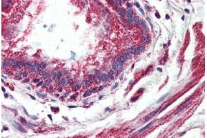 Anti-GPR150 antibody  ABIN1048736 IHC staining of human lung, bronchiole. (GPR150 antibody  (C-Term))