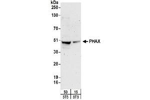 Western Blotting (WB) image for anti-phosphorylated Adaptor For RNA Export (PHAX) (AA 344-394) antibody (ABIN7450563)