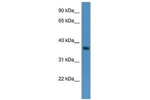 BSG antibody used at 0. (CD147 antibody  (N-Term))