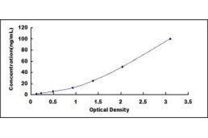 ELISA image for Creatine Kinase MB (CKM) ELISA Kit (ABIN415011)