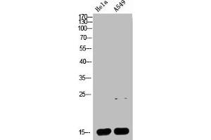 Western blot analysis of HELA A549 Cell Lysate, antibody was diluted at 1:1000 (Cytochrome C antibody  (AA 1268-1341))