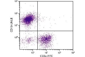 BALB/c mouse splenocytes were stained with Rat Anti-Mouse CD19-UNLB. (Mouse anti-Rat IgG2a Antibody (PE))