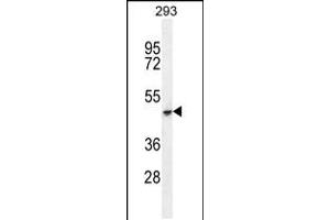 Western blot analysis in 293 cell line lysates (35ug/lane). (COCH antibody  (C-Term))