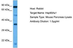 Host: Rabbit Target Name: HSP90AA1 Sample Tissue: Mouse Pancreas Antibody Dilution: 1ug/ml (HSP90AA1 antibody  (C-Term))
