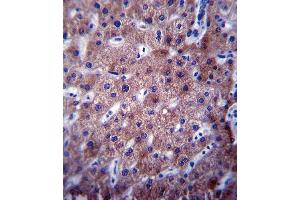 CYP2C19 Antibody (Center) (ABIN390665 and ABIN2840960) immunohistochemistry analysis in formalin fixed and paraffin embedded human liver tissue followed by peroxidase conjugation of the secondary antibody and DAB staining.