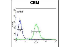 Flow cytometric analysis of CEM cells (right histogram) compared to a negative control cell (left histogram). (UTY antibody  (C-Term))