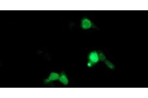 Anti-ARL5B mouse monoclonal antibody (ABIN2455455) immunofluorescent staining of COS7 cells transiently transfected by pCMV6-ENTRY ARL5B (RC204805). (ARL5B antibody)
