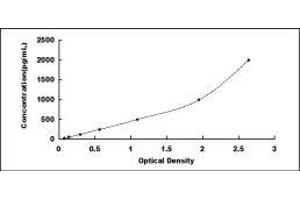 gamma-Interferon-Induced Monokine (CXCL9) ELISA Kit