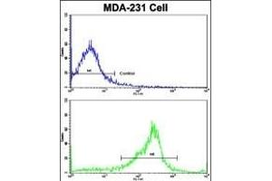 Flow cytometric analysis of MDA-231 cells using SERPINA9 Antibody (Center)(bottom histogram) compared to a negative control cell (top histogram).