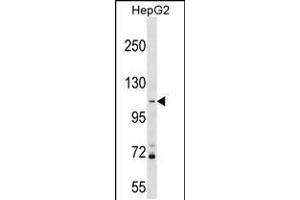 Western blot analysis in HepG2 cell line lysates (35ug/lane). (PROSER1 antibody  (N-Term))