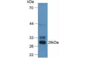 F12 antibody  (AA 352-587)