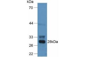 F12 Antikörper  (AA 352-587)