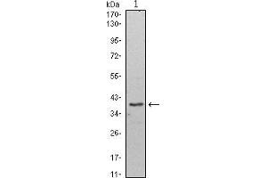 Western blot analysis using WDR5 mouse mAb against Hela (1) cell lysate.