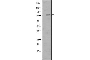 Western blot analysis of EMR1 expression in HEK293 cells ,The lane on the left is treated with the antigen-specific peptide. (F4/80 antibody  (C-Term))