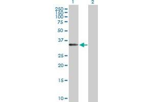 Western Blot analysis of EIF3J expression in transfected 293T cell line by EIF3J MaxPab polyclonal antibody. (EIF3S1 antibody  (AA 1-258))