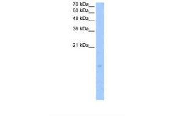 LTC4S antibody  (N-Term)