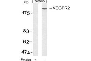 Image no. 3 for anti-VEGF Receptor 2 (VEGFR2) (AA 949-953) antibody (ABIN197240) (VEGFR2/CD309 antibody  (AA 949-953))