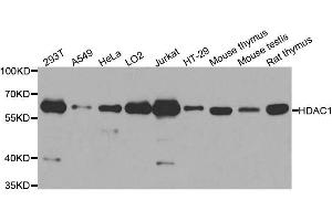Western blot analysis of extracts of various cell lines, using HDAC1 antibody. (HDAC1 antibody  (AA 393-482))