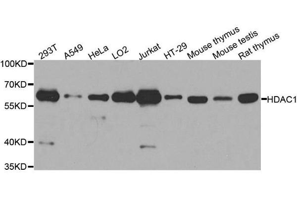 HDAC1 抗体  (AA 393-482)