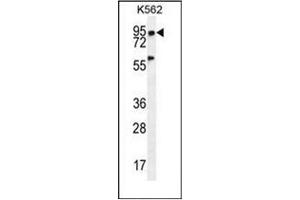 Western blot analysis of PLEKHA4 Antibody (N-term) in K562 cell line lysates (35ug/lane). (PLEKHA4 antibody  (N-Term))