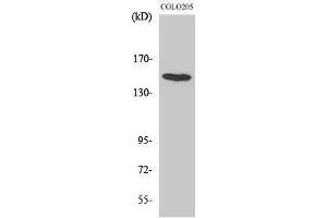 Western Blotting (WB) image for anti-Misshapen-Like Kinase 1 (MINK1) (Internal Region) antibody (ABIN3176018) (MAP4K6 antibody  (Internal Region))