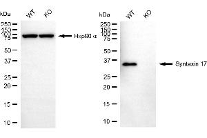 Western blotting analysis using syntaxin 17 antibody (ABIN7800494).