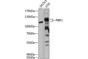 Western blot analysis of extracts of various cell lines, using PIBF1 antibody (ABIN6129315, ABIN6145604, ABIN6145605 and ABIN6215597) at 1:3000 dilution. (PIBF1 antibody  (AA 598-757))