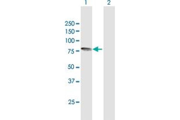 SOX13 antibody  (AA 1-622)