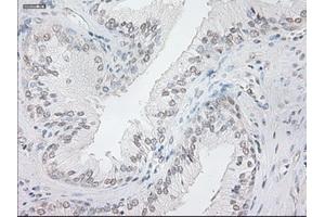 Immunohistochemistry (IHC) image for anti-Neurogenin 1 (NEUROG1) antibody (ABIN1499701) (Neurogenin 1 antibody)