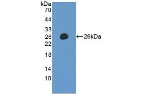 LILRB2 antibody  (AA 53-255)