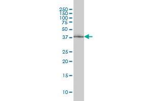 POLR1C antibody  (AA 1-346)