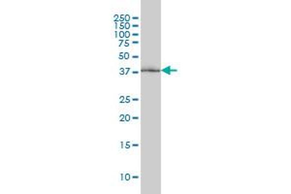 POLR1C antibody  (AA 1-346)