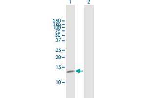 C19orf10 antibody  (AA 1-173)