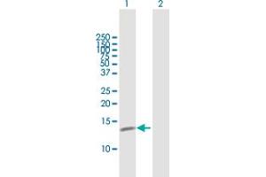 Western Blot analysis of C19orf10 expression in transfected 293T cell line by C19orf10 MaxPab polyclonal antibody. (C19orf10 antibody  (AA 1-173))
