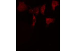 ABIN6274926 staining HeLa cells by IF/ICC. (BCAS2 antibody  (Internal Region))