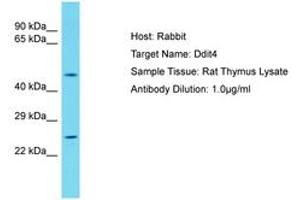 Image no. 1 for anti-DNA-Damage-Inducible Transcript 4 (DDIT4) (AA 45-94) antibody (ABIN6750381)